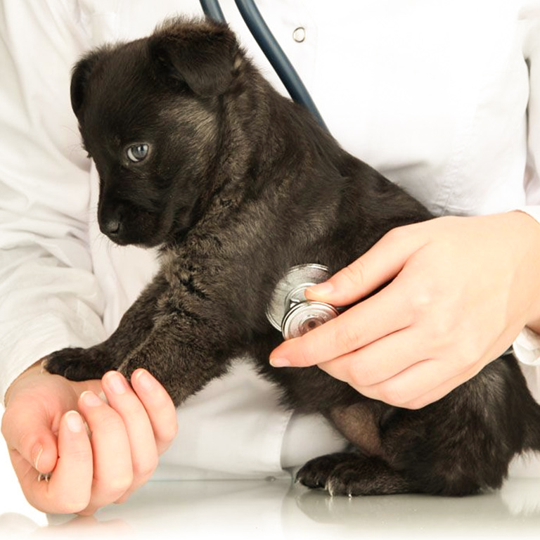 幼犬健康常规体检及疫苗注射服务