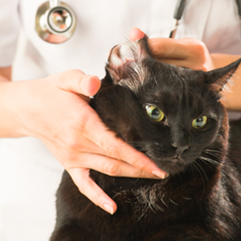 猫咪健康常规体检疾病预防服务