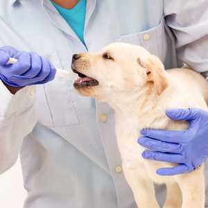 狗狗体检细小检查及治疗